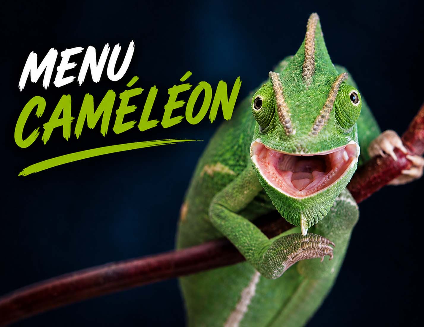 Cam&eacute;l&eacute;ons